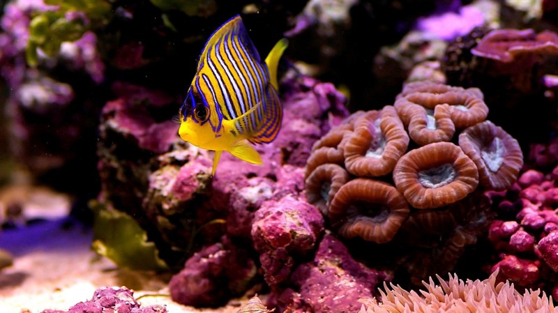 Подборка фото яркой жизни морских обитателей, живущих на рифах