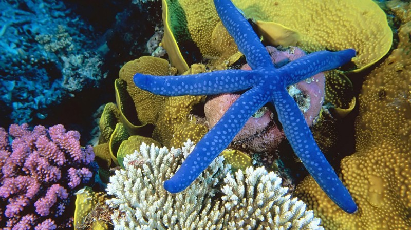 Подборка фото яркой жизни морских обитателей, живущих на рифах
