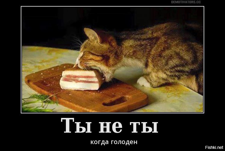 Объяснить голодный. Когда я голоден. Я голодный. Голодный кот юмор.