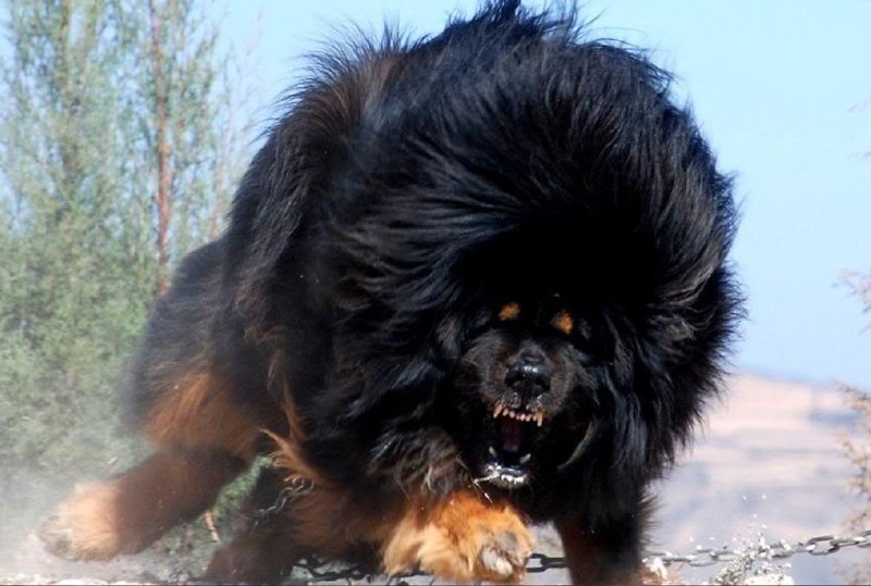 21. Одна из самых необычных пород собак — Тибетский мастиф.