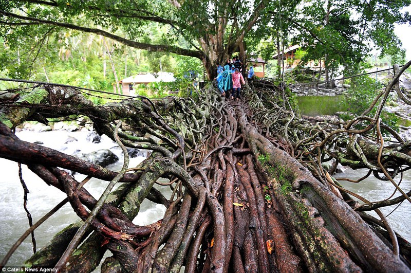 13. Мост из корней деревьев, на строительство которого ушло 26 лет. Местные жители просто направляли корни в нужном направлении.