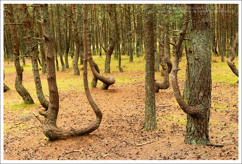 Мистический "Танцующий лес"