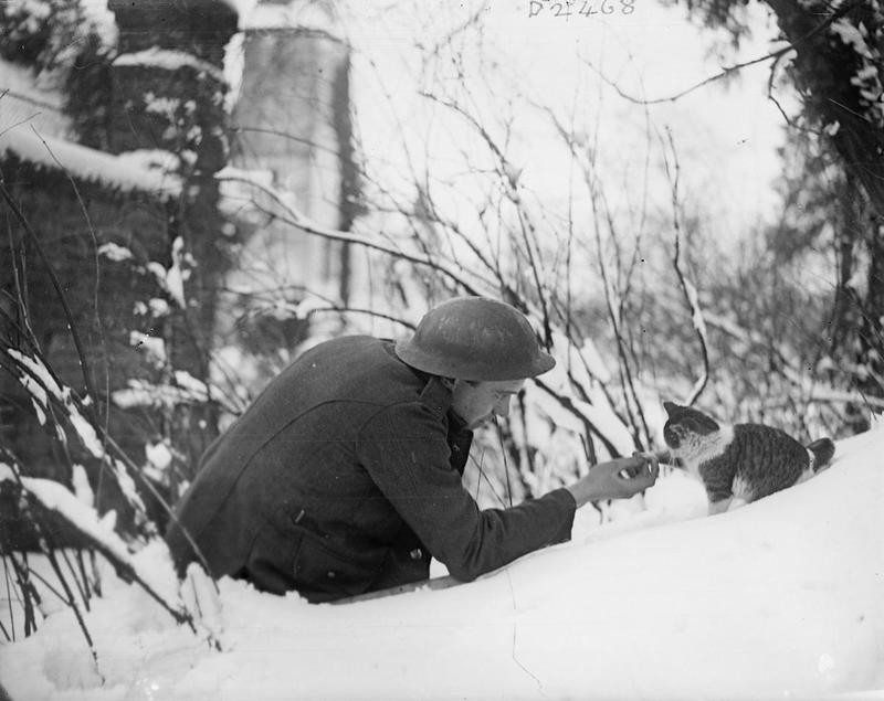 26. Первая мировая. Британский солдат братается с кошкой.  Франция. 1917 год.