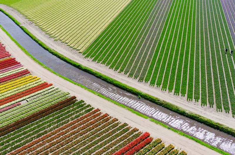 3-е место: пользователь Anders@andersa.com. Тюльпановые поля, Нидерланды