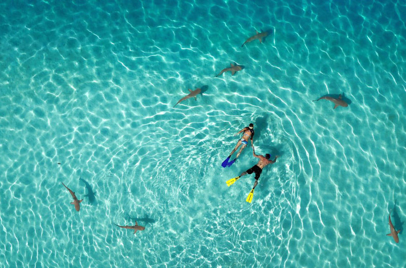 Категория «Природа». 1-е место: пользователь Tahitiflyshoot. Снорклинг в окружении акул возле острова Муреа во Французской Полинезии в Тихом океане