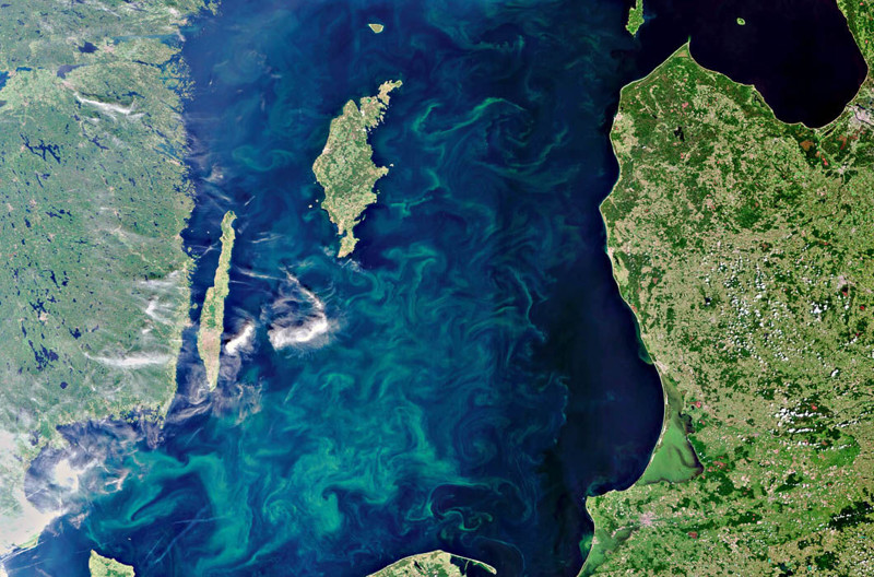Летняя Балтика. Сине-зеленые водоросли видны на поверхности моря