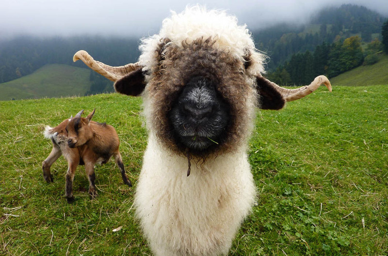 Овца породы Valais