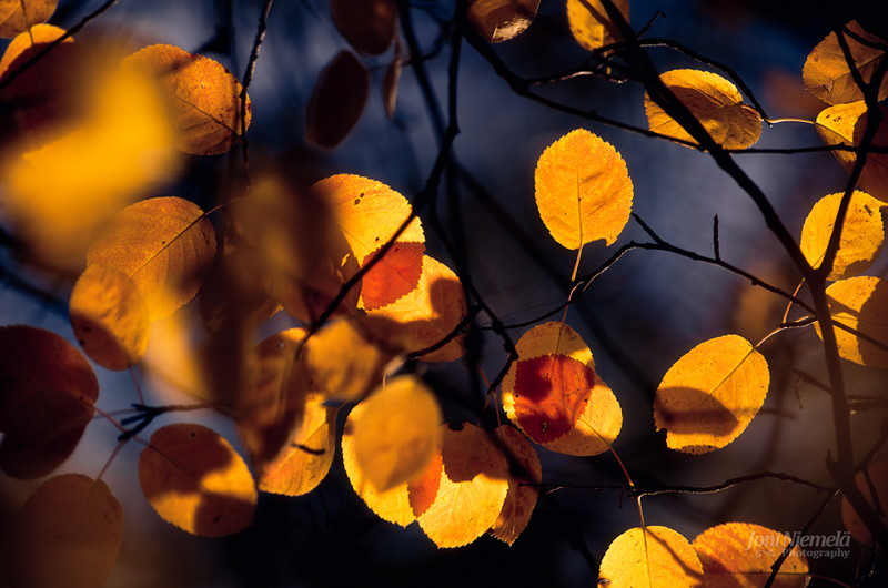 Осень в фотографиях Джони Ниемела