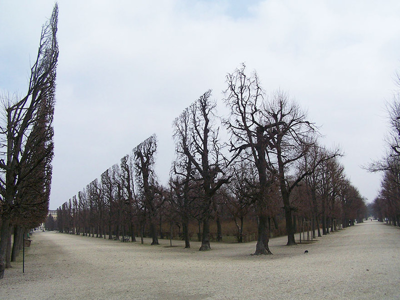 2. Деревья в парке Шёнбрунн