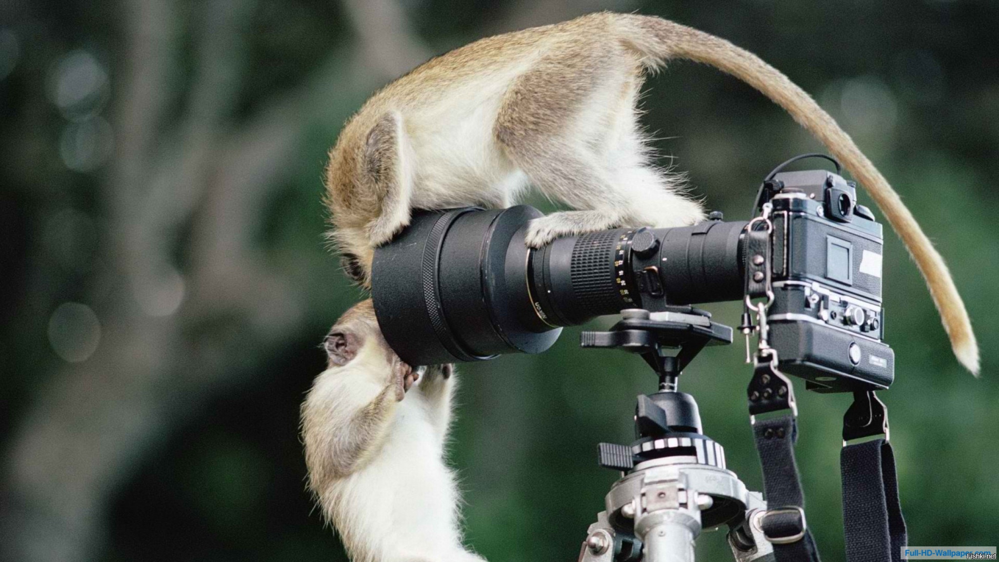 Забери камеру. Животные с фотокамерой. Обезьянка с фотоаппаратом. Звери с фотоаппаратом. Зверек с фотоаппаратом.