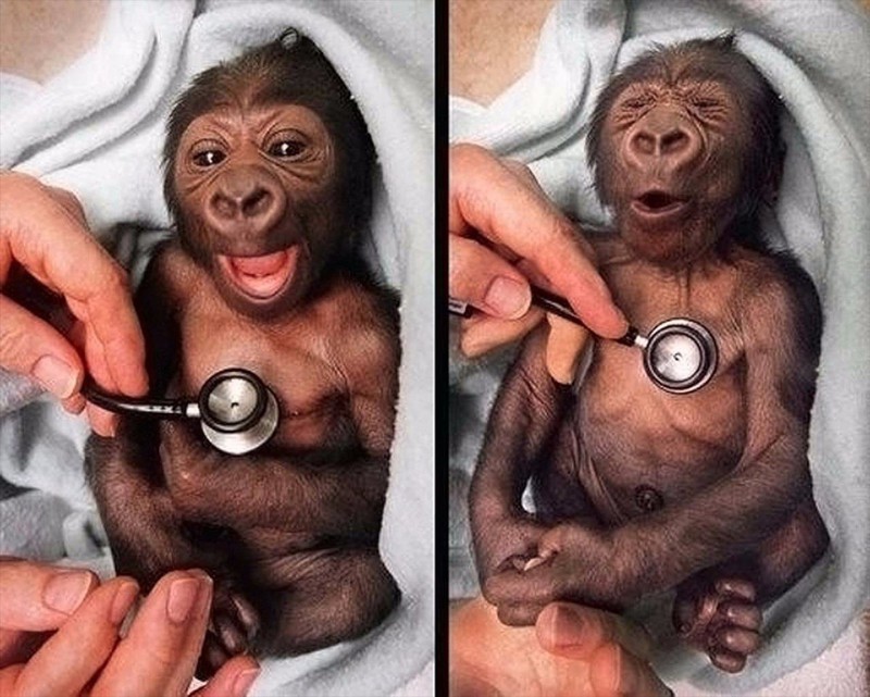 14.Реакция детеныша гориллы на холодный стетоскоп