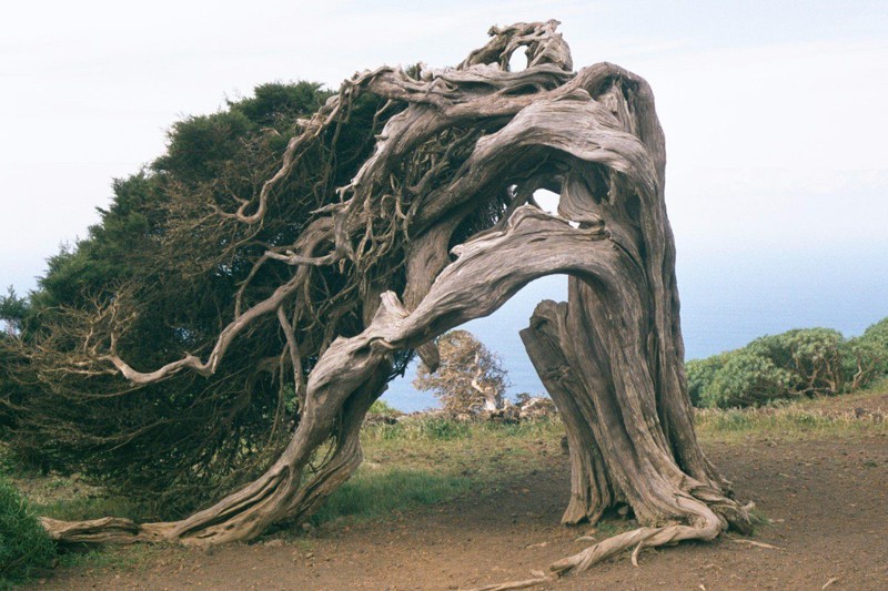 23.Дерево, выросшее в зоне сильных ветров
