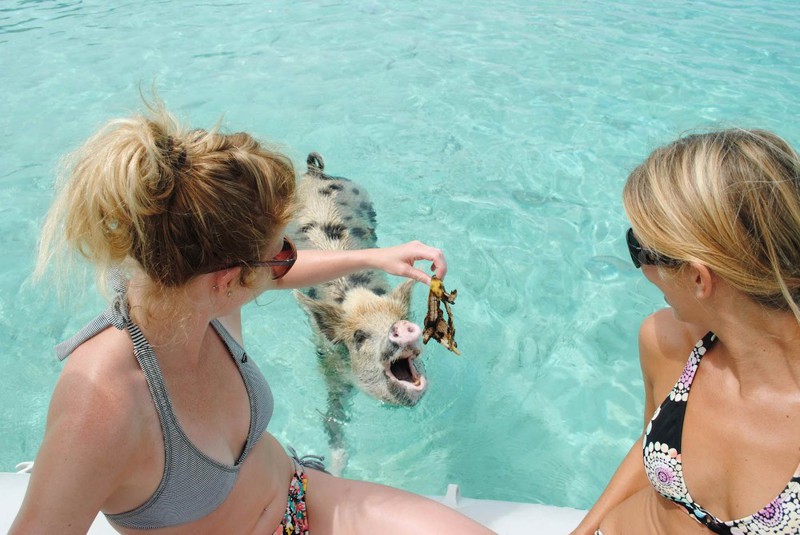 Свиньи на Багамских островах