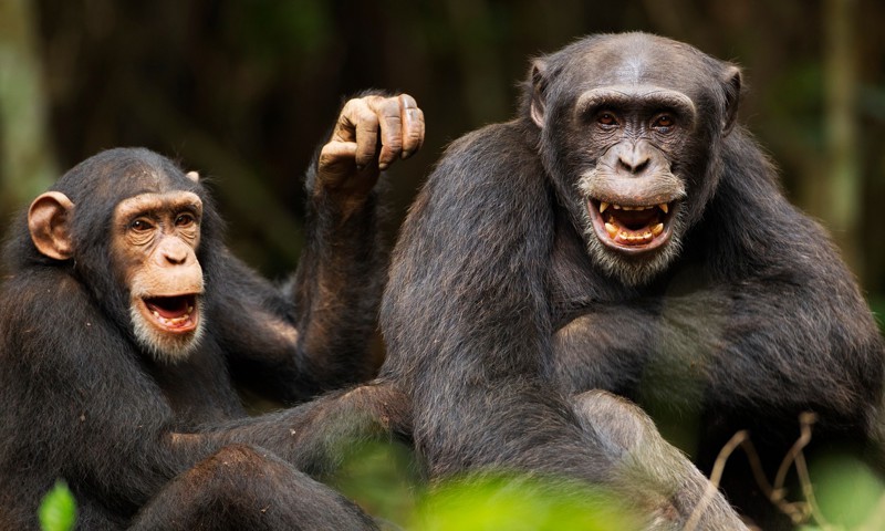 Шимпанзе с палкой против дрона. Дрон сбит
