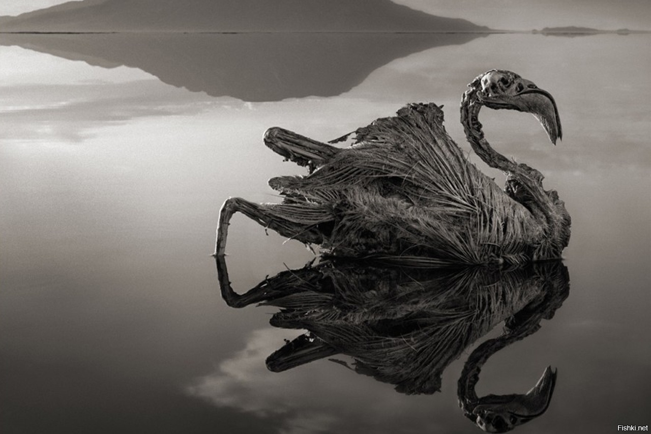 Озеро Натрон в Танзании каменные птицы