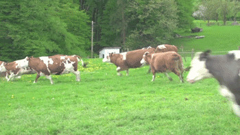 У Весёлого молочника и коровы весёлые