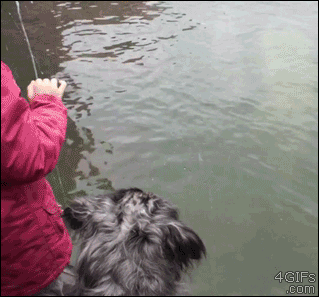 "Где же рыбка?" "Где же рыбка?"