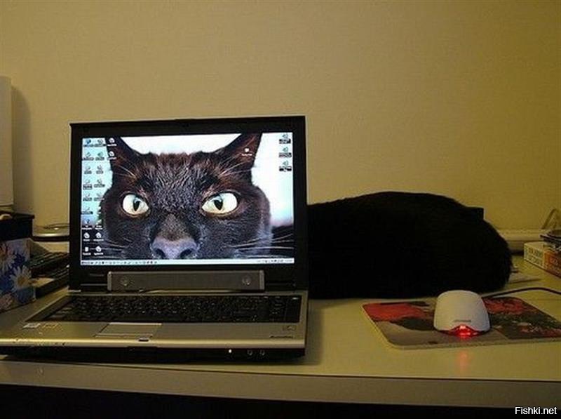 Включи скоро 3. Смешной монитор. Кот на мониторе. Котик с компьютером. Кот за монитором.