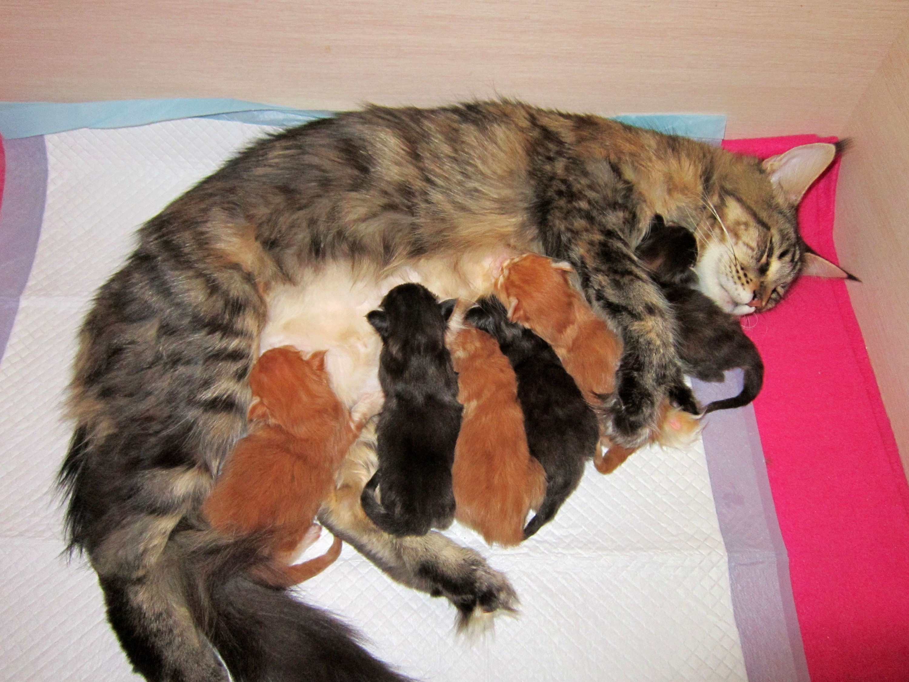 Кошка и котята после родов. Родовспоможение кошке.