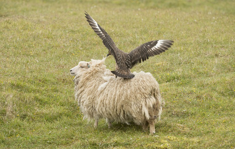 «Проваливай!»: большой поморник защищает птенцов от овцы