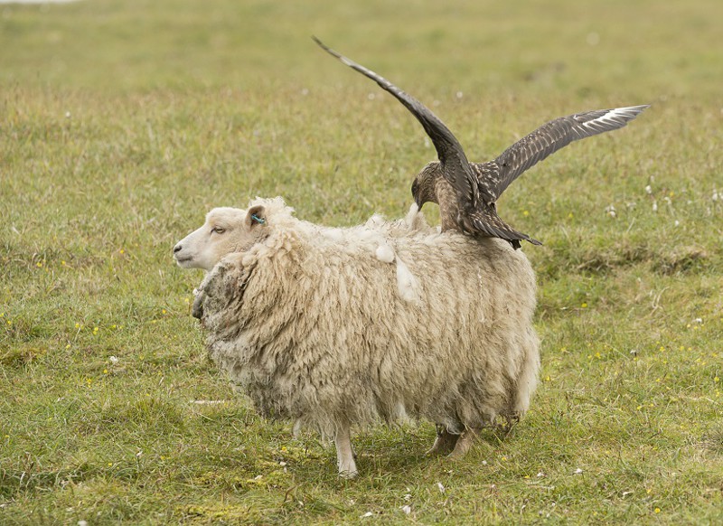 «Проваливай!»: большой поморник защищает птенцов от овцы