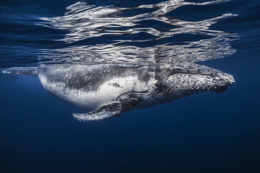 Удивительная фотоистория съёмки китов от подводного фотографа Габи Баратью
