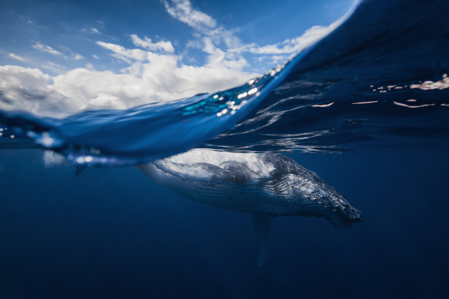 Удивительная фотоистория съёмки китов от подводного фотографа Габи Баратью
