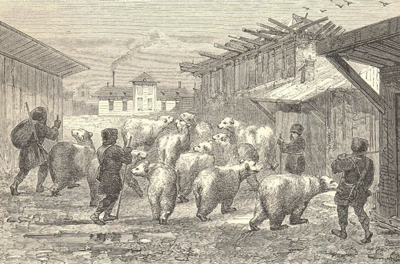 Сибирь. Медведи проходят через село, 1862 год