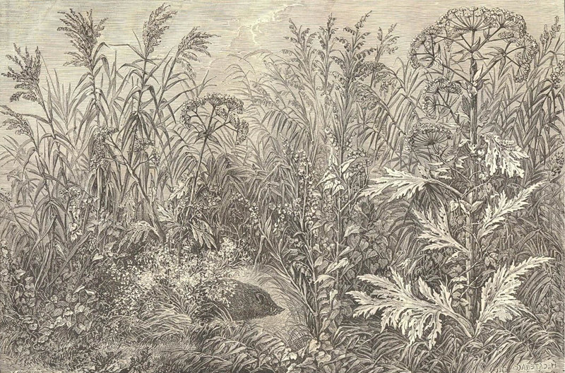 Гигантские травы на берегах Амура, 1862 год