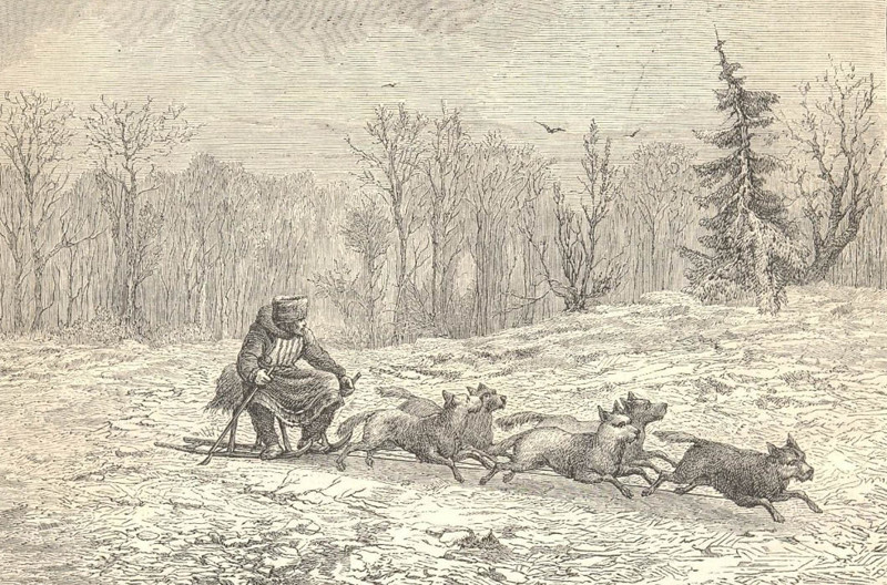 Сибирь. Собачья упряжка, 1862 год