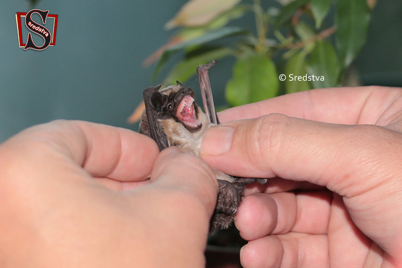 Летучая мышь зубы