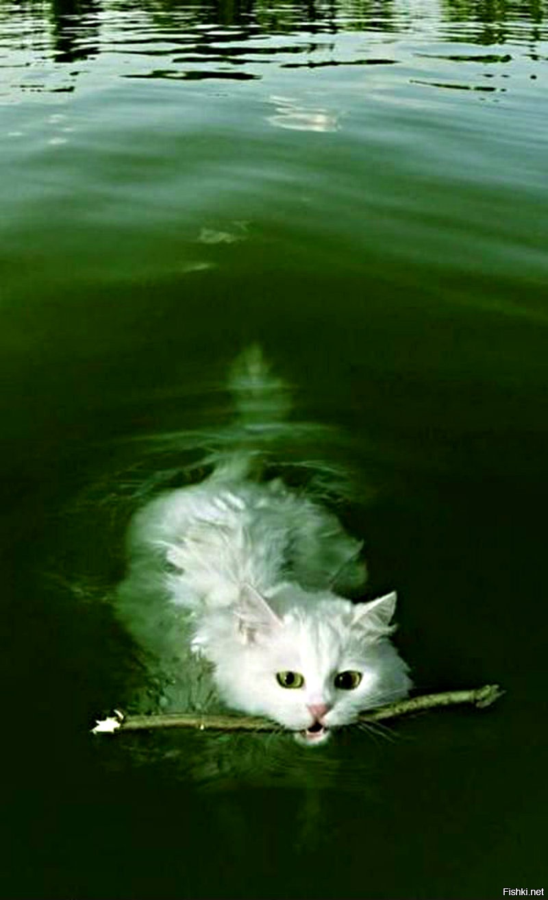 Кошки Вода Фото