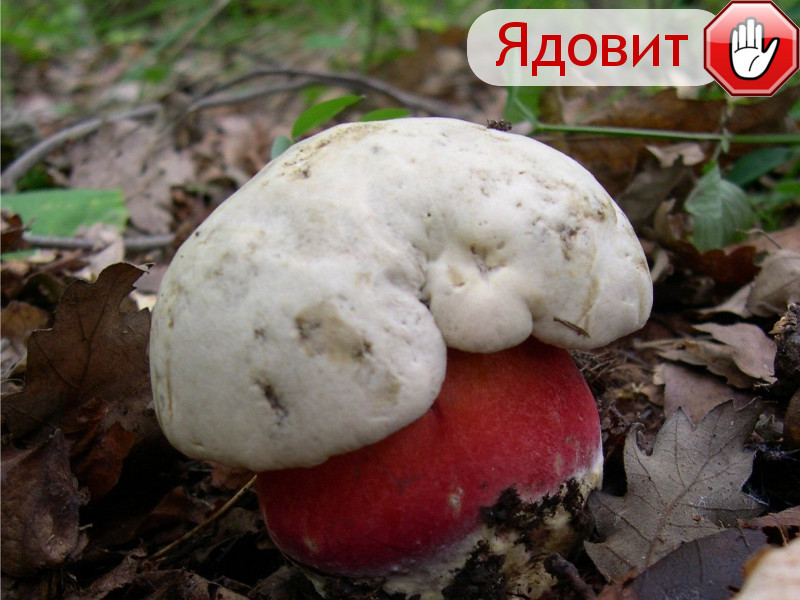 Как не спутать съедобные грибы с ядовитыми?
