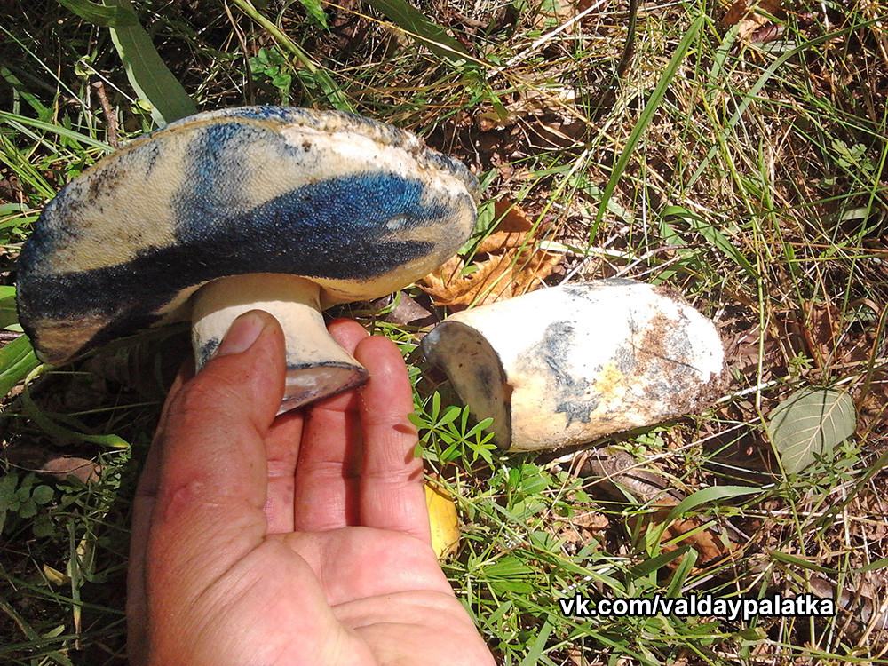 Гриб синяк (Gyroporus cyanescens): информация, где растет, фото