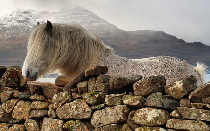 Клайд — лошадь, живущая в гористой местности