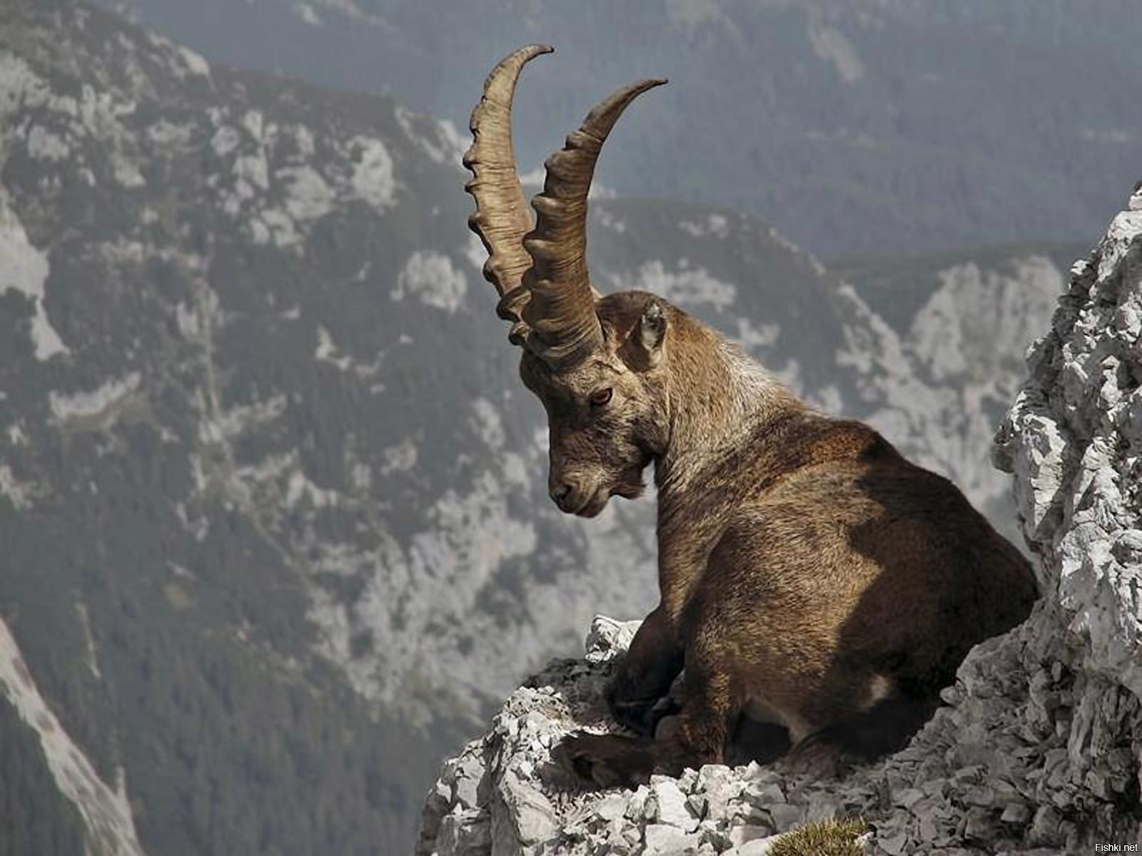 Жизнь животных в горах. Алтайский горный козел. Безоаровый горный козел. Горный козел Ибекс. Горный козел Тоскана.