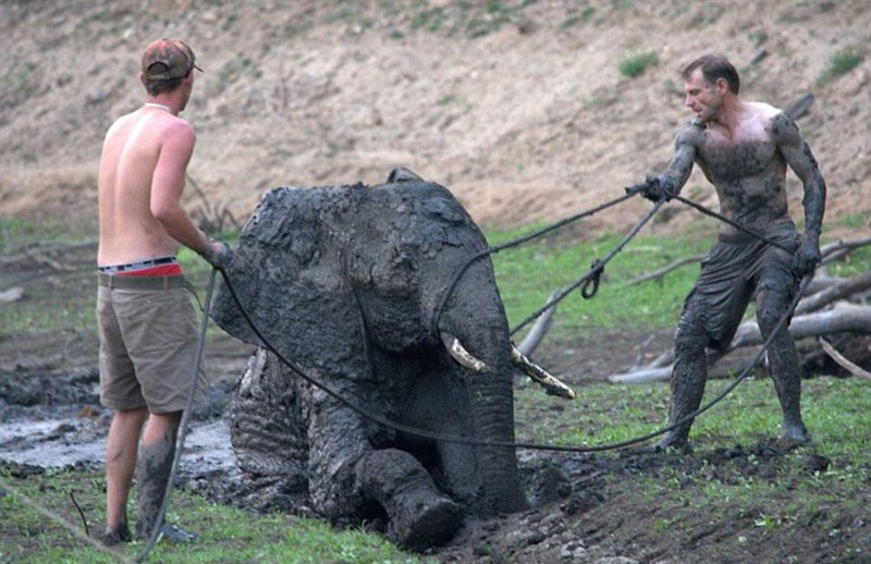Трудная эта работа — вытащить слона из болота