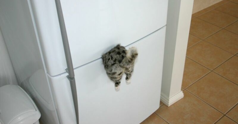И вот такой магнит на холодильник всем, у кого дома живет вечно голодный и любымый котэ
