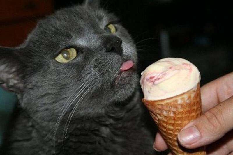 Коты мороженщик. Кошачье мороженое. Кошка мороженое. Кот ест мороженое. Коты с мороженым.