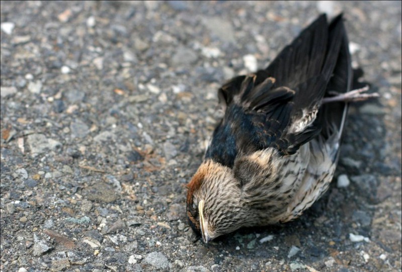13. Массовое самоубийство птиц в Джатинге, Индия