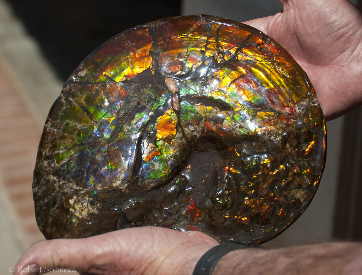 17. Ископаемый аммонит, которому 70 миллионов лет.