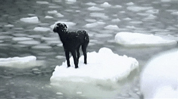 Собаку на льдине унесло в открытое море