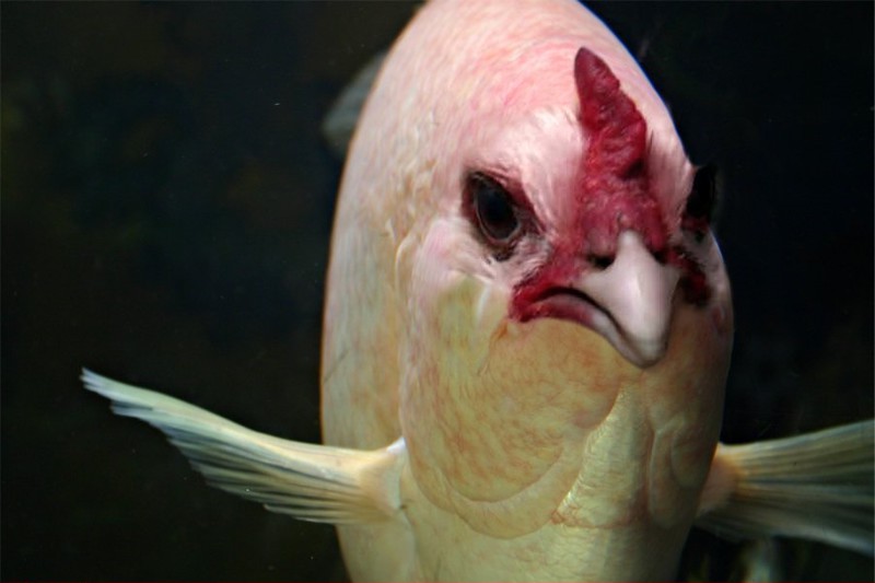 Рыба курица морская фото и описание