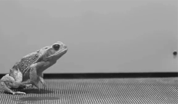 Прыжок лягушки в замедленной съёмке