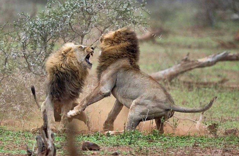 Схватка львов из-за самки