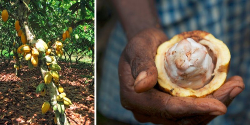 7. Какао-бобы растут на огромных вечнозеленых шоколадных деревьях. Чаще всего они встречаются в лесах Амазонки и субэкваториальных странах.