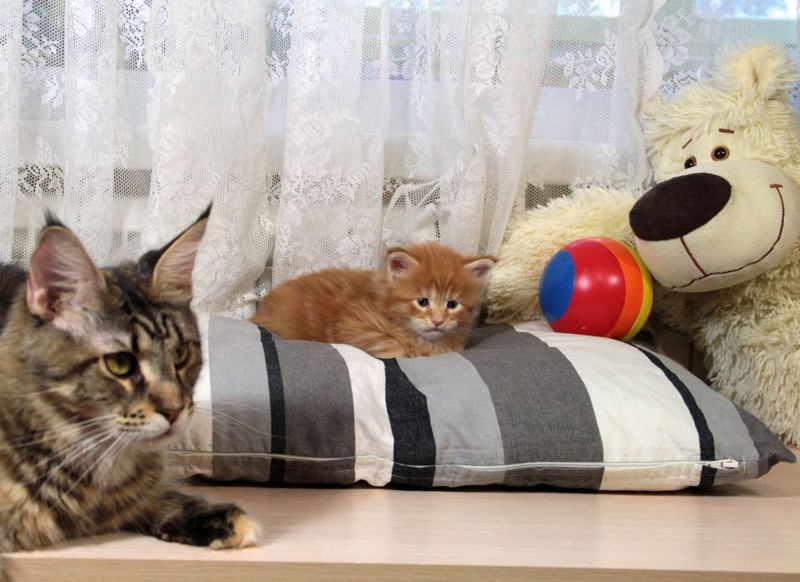 1. Чтобы был понятен примерный размер котят - фото Мамы (Дива Аркиза) с дочей (Барса)