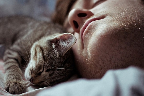 Почему кошки любят спать в ногах? Лечат ли кошки человека?