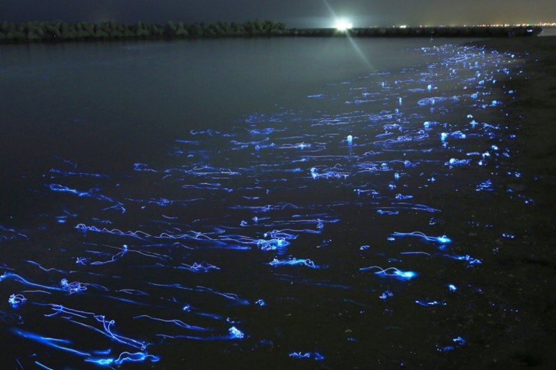 Светящиеся кальмары Хотару Ика, Япония