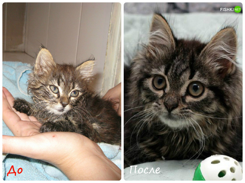 Как вырастают котята. Котенок вырос. Котята до и после. Котенок до и после вырос. Котята и взрослые кошки до после.